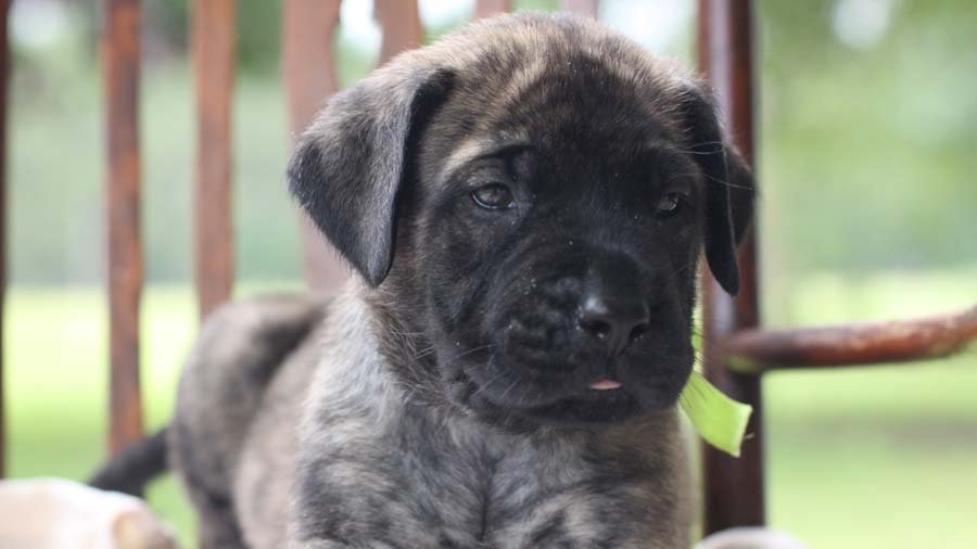 Mastiff Puppy (Brindle, Face)