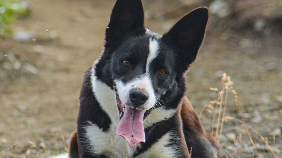 Border Collie - Price, Temperament, Life span