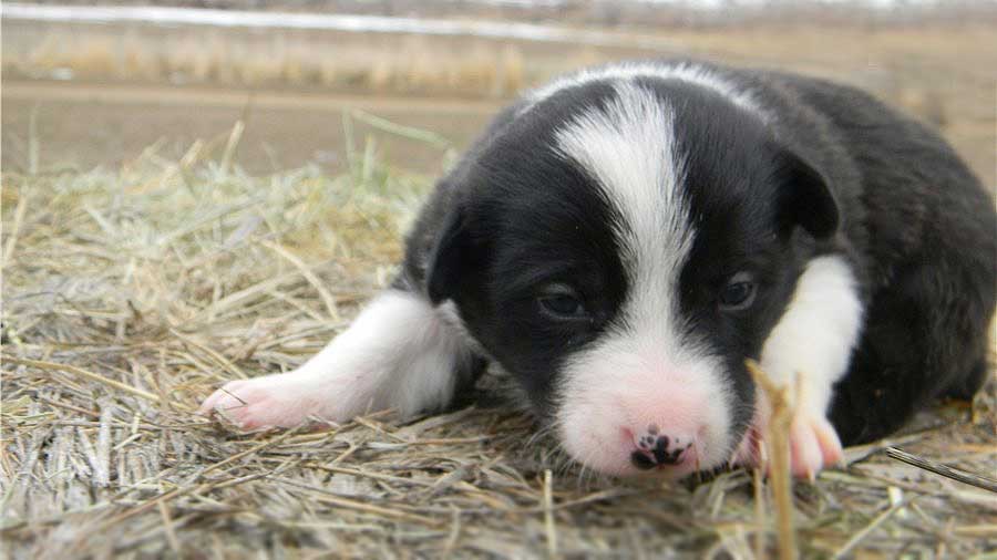 McNab Puppy (Black & White, Lying)