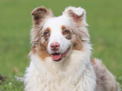 værst magasin Foster Miniature American Shepherd - Price, Temperament, Life span