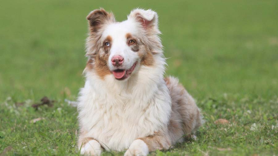 Miniature American Shepherd - Temperament, Life span