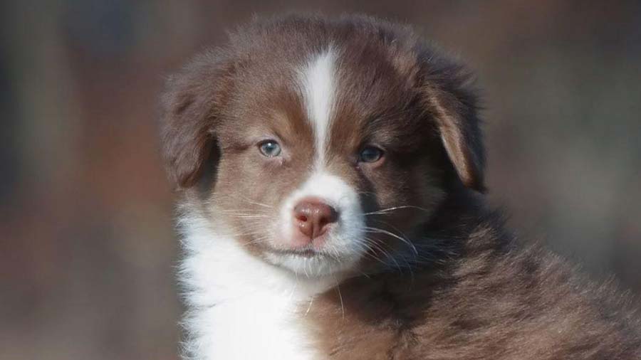 Miniature American Shepherd Puppy (Face, Muzzle)