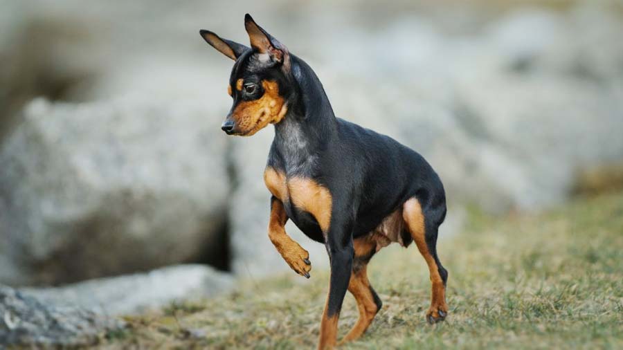 Miniature Pinscher (Black & Tan, Side View)