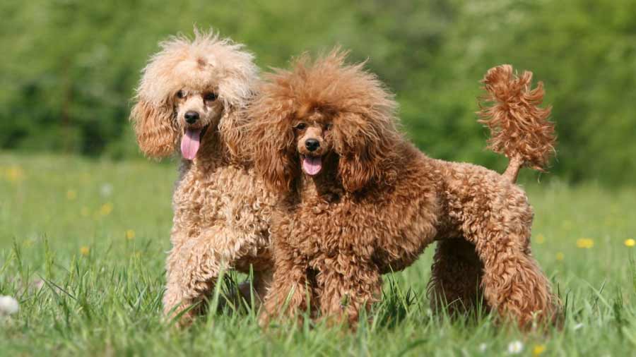 Miniature Poodle (Standing, Side View)