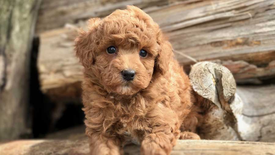 Miniature Poodle Puppy (Brown, Brown)