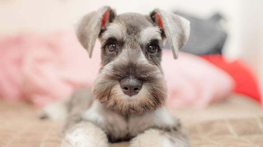 Miniature Schnauzer (Black & Silver, Face)