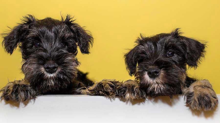 Miniature Schnauzer Puppy (Black, Face)