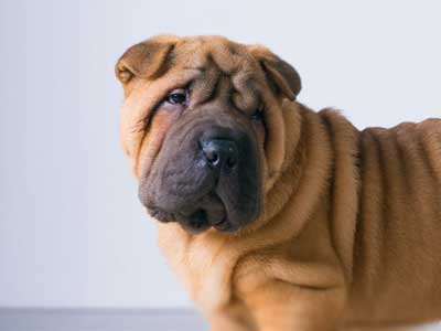 Miniature Shar Pei