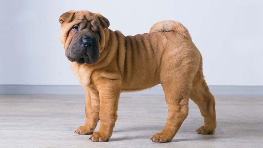 Miniature Shar Pei (Standing, Side View)