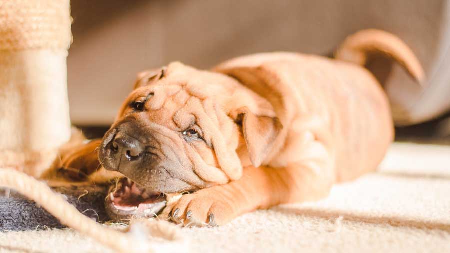 Miniature Shar Pei Puppy (Lying, Muzzle)