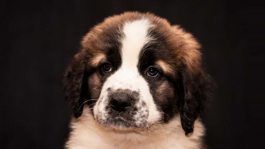 Moscow Watchdog Puppy (Face, Muzzle)