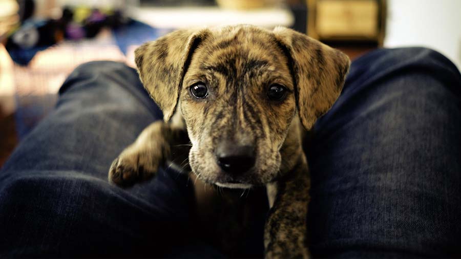 Mountain Cur Puppy (Brindle, Muzzle)