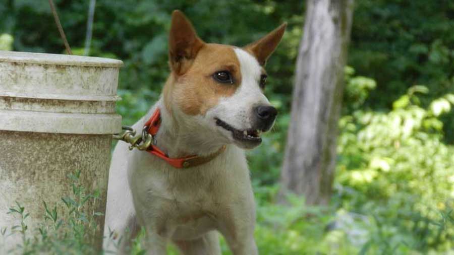 Mountain Feist (Standing, Muzzle)