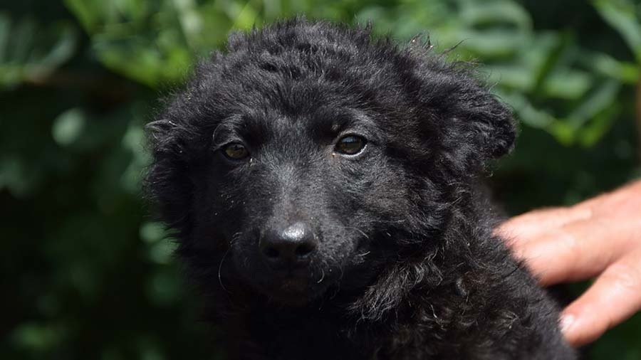 Mudi Puppy (Black, Face)
