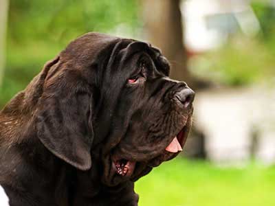 Neapolitan Mastiff