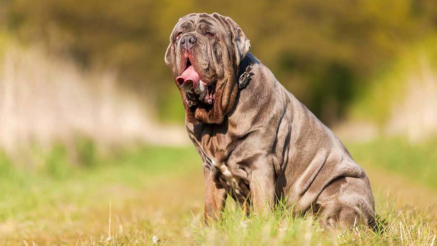 Neapolitan Mastiff (Sitting, Side View)