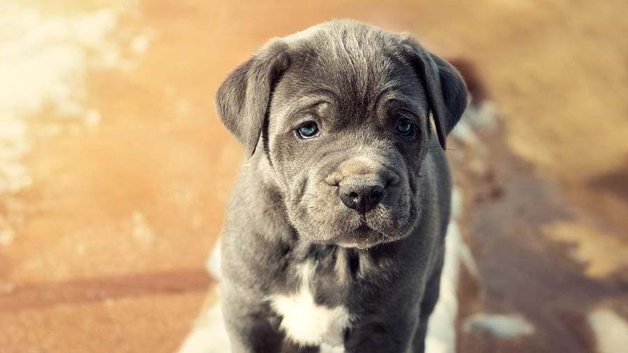 Neapolitan Mastiff Puppy (Black, Face)