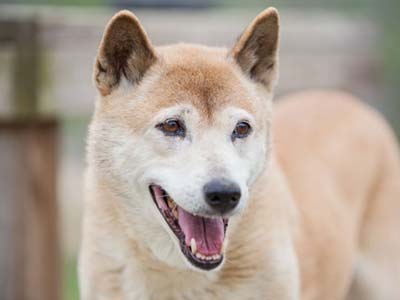 New Guinea Singing Dog