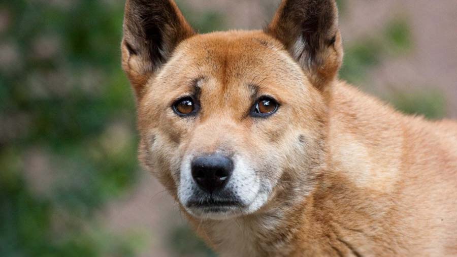 New Guinea Singing Dog (Face, Muzzle)