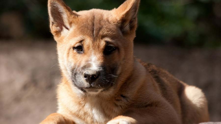 New Guinea Singing Dog Puppy (Face, Lying)