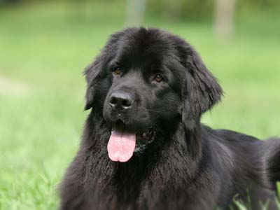 medium fluffy dog breeds