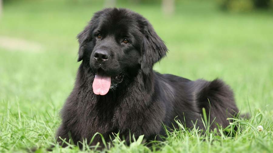 Newfoundland (Black, Lie)