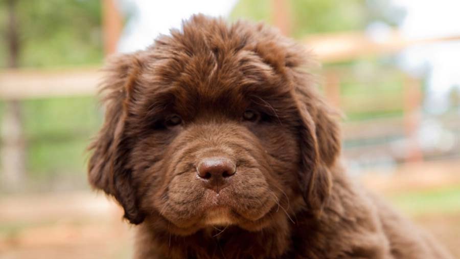 Newfoundland Puppy (Brown, Face)