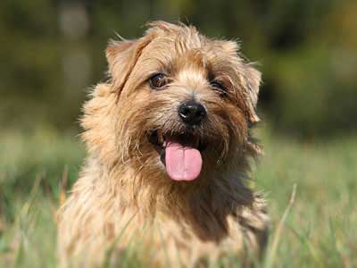 Norfolk Terrier