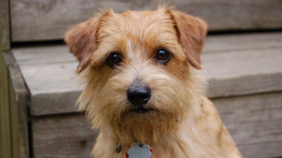 Norfolk Terrier (Face, Muzzle)