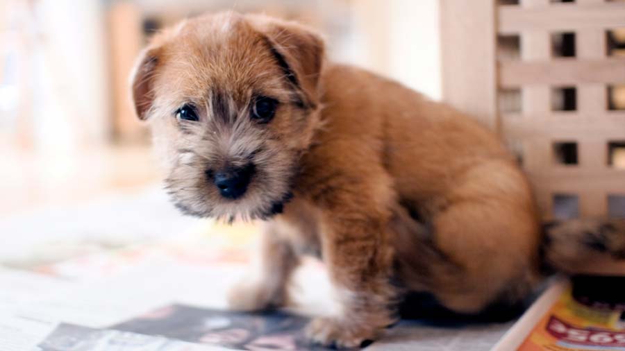 Norfolk Terrier Puppy (Face, Sitting)