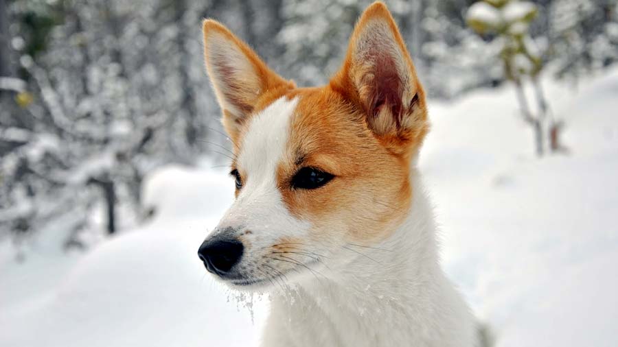 Norrbottenspets (Face, White & Tan)