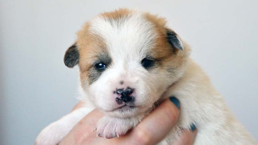 Norrbottenspets Puppy (Face, White & Tan)