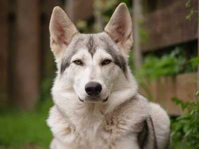 Northern Inuit Dog