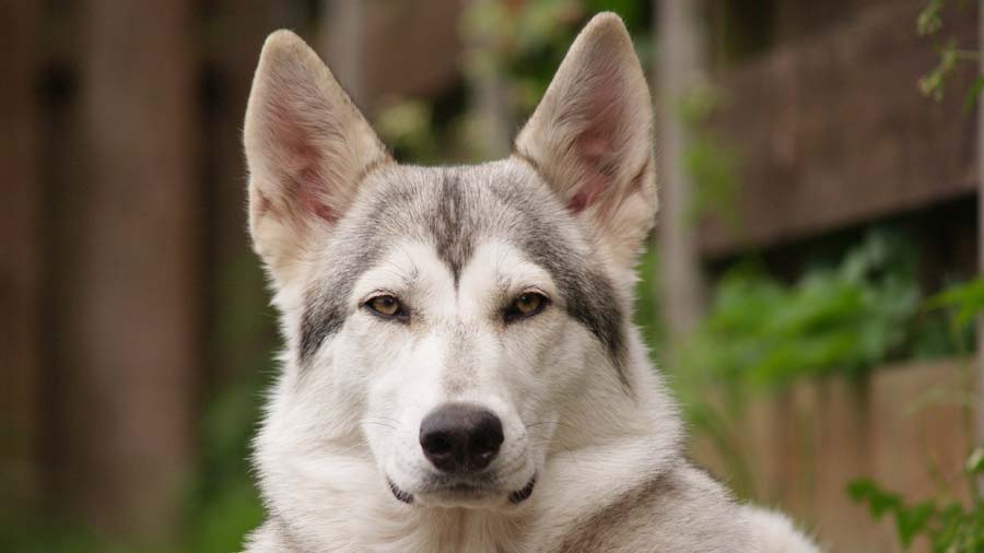 Northern Inuit Dog (Face, Muzzle)