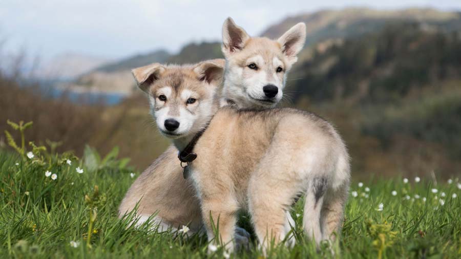 Northern Inuit Dog Puppy (Face, Standing)