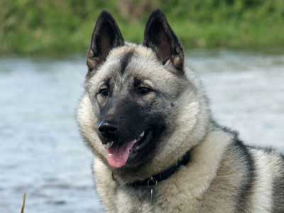 Norwegian Elkhound