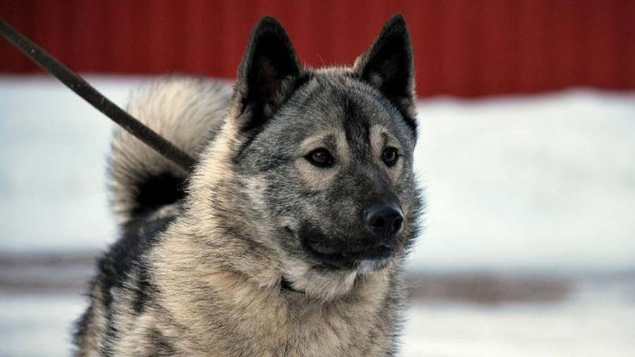 Norwegian Elkhound (Gray & Black, Muzzle)