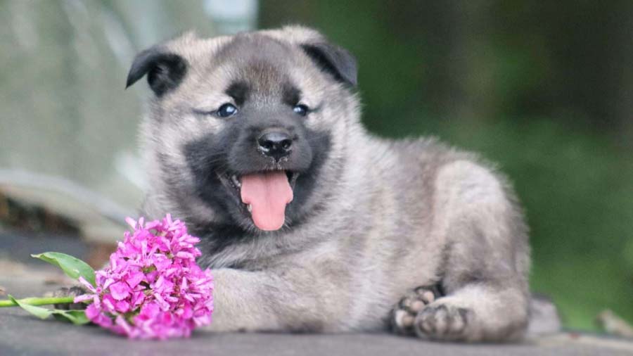 Norwegian Elkhound Puppy (Gray & Black, Lie)