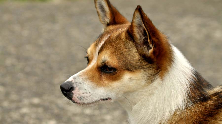 Norwegian Lundehund (Side View, Head)