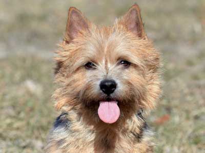 Norwich Terrier