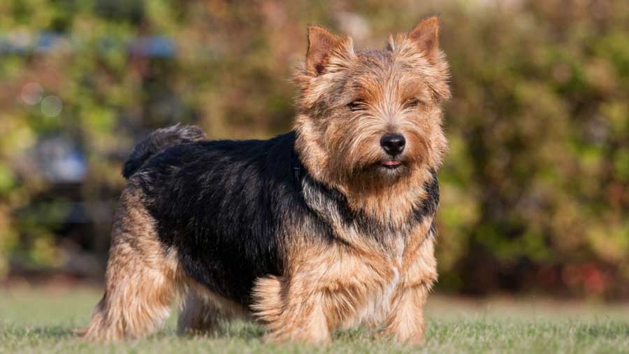 Norwich Terrier (Black & Tan, Standing)