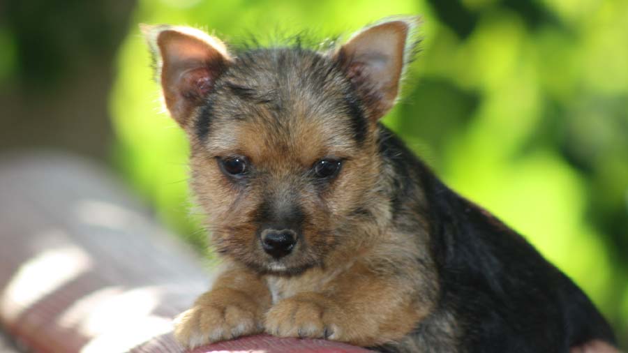 Norwich Terrier Puppy (Black & Tan, Face)