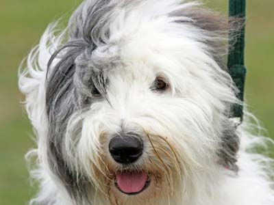 Old English Sheepdog