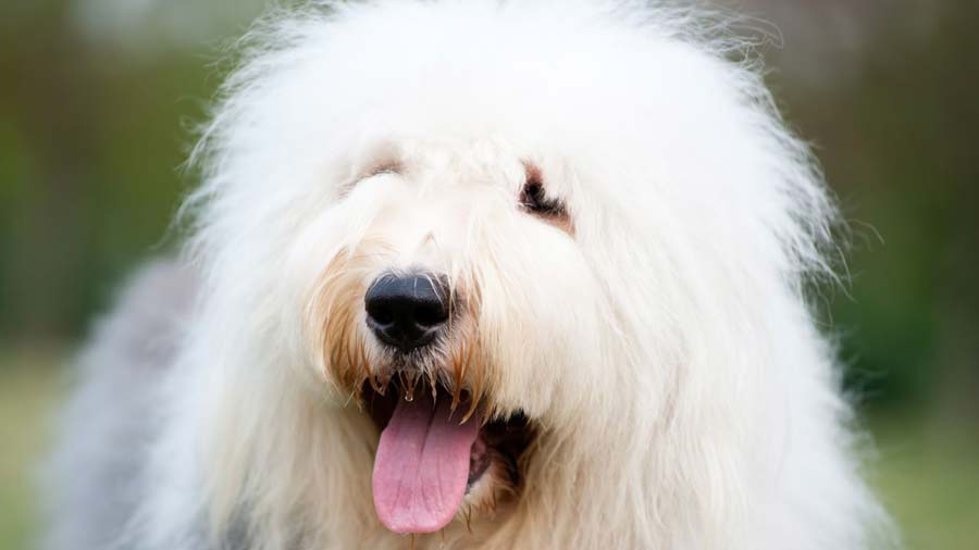 Old English Sheepdog (Gray & White, Face)