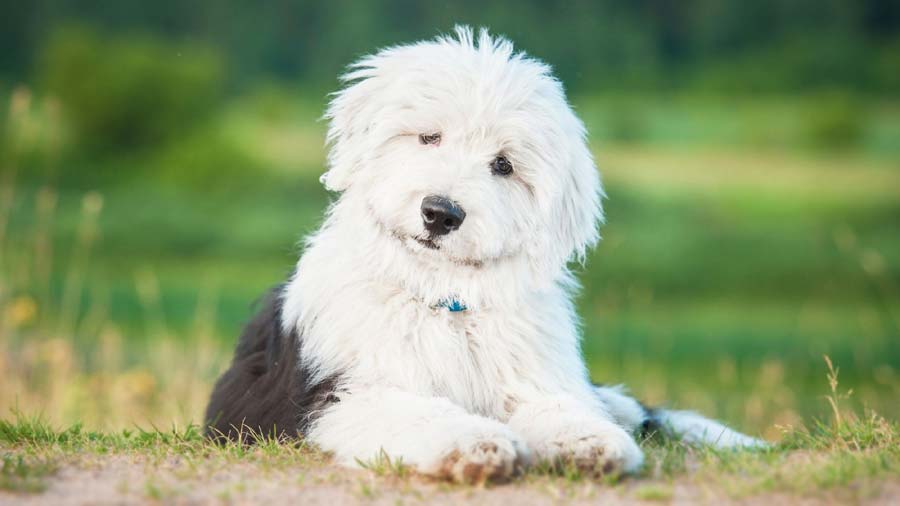 Old English Sheepdog Puppy (Face, Lying)