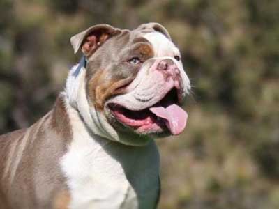 Olde English Bulldogge