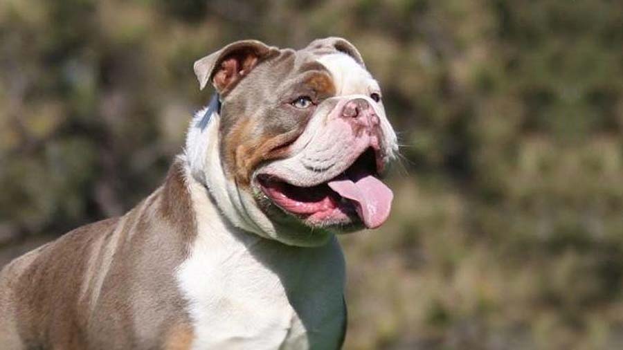 Olde English Bulldogge - किंमत, स्वभाव, आयुष्यमान