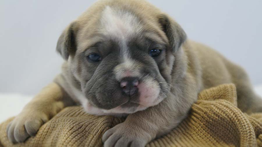 Olde English Bulldogge Puppy (Lying, Face)