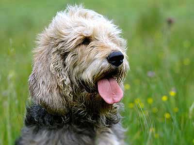 Otterhound