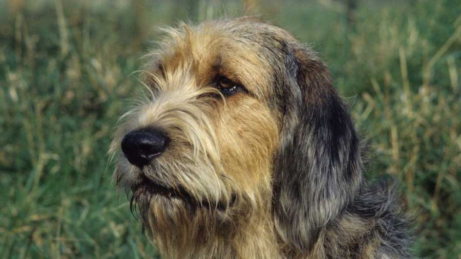 Otterhound (Muzzle, Head)